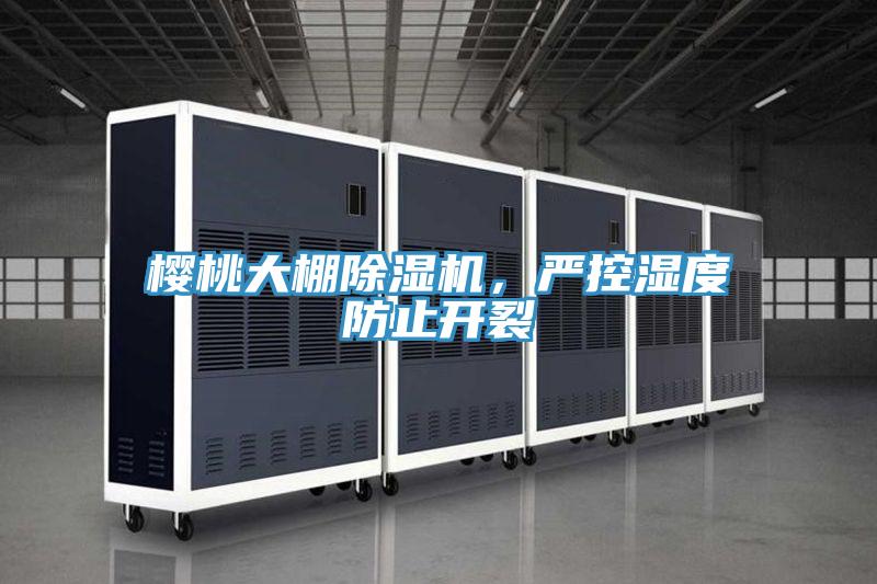 櫻桃大棚杏仁视频APP成人官方污，嚴控濕度防止開裂