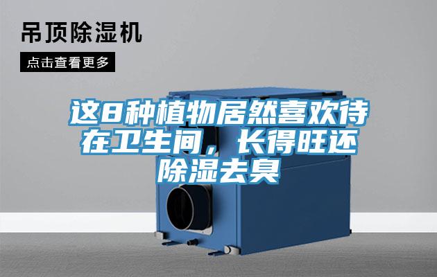 這8種植物居然喜歡待在衛生間，長得旺還除濕去臭