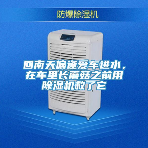 回南天偏逢愛車進水，在車裏長蘑菇之前用杏仁视频APP成人官方污救了它